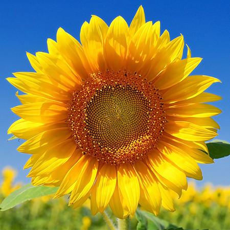 Sunflower Oil, High Oleic/Refined