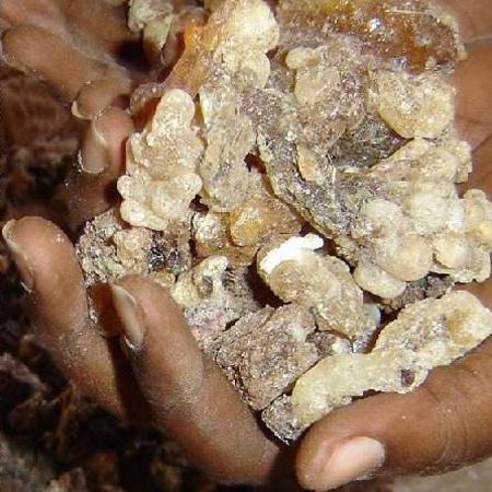 Free Frankincense Essential Oil (2 oz)