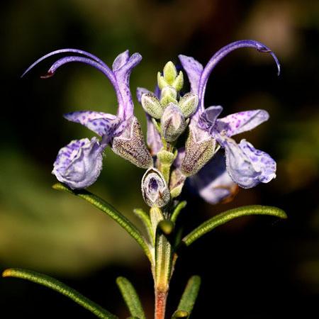 Rosemary Verbenone