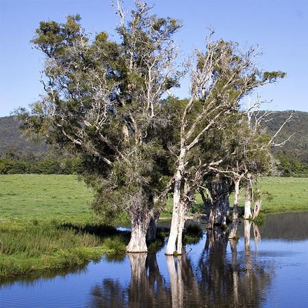 Tea Tree