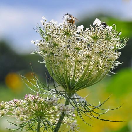 Yarrow Hydrosol