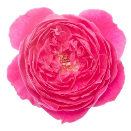 Rose Damask Absolute