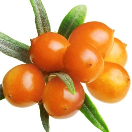 Sea Buckthorn Oil